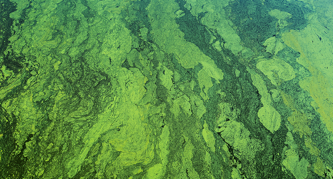 La resaca de la Revolución Verde: de la abundancia al coste ambiental