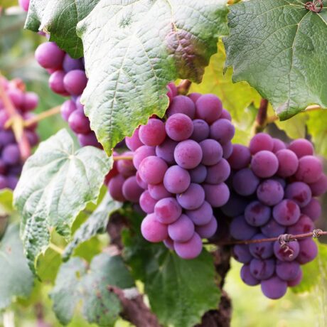 Primer plano de varios racimos de uvas maduras de color morado y rosado que cuelgan de una vid, rodeados de grandes hojas verdes y parcialmente iluminados por la luz natural.