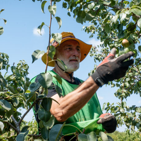 **Texto alternativo (alt text):** Persona recolectando peras de un árbol frutal, rodeada de hojas verdes y frutos maduros. Lleva un sombrero de ala ancha, guantes y ropa de trabajo, bajo un cielo azul despejado.