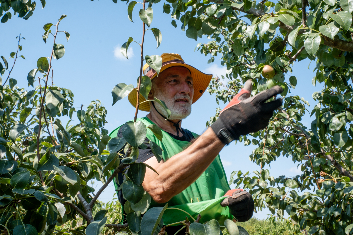 **Texto alternativo (alt text):** Persona recolectando peras de un árbol frutal, rodeada de hojas verdes y frutos maduros. Lleva un sombrero de ala ancha, guantes y ropa de trabajo, bajo un cielo azul despejado.