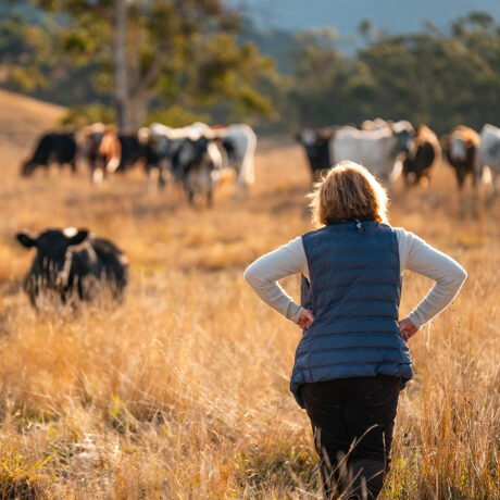 Persona de espaldas caminando por un campo de pasto seco hacia un grupo de vacas que pastan. El paisaje rural está iluminado por la luz cálida del atardecer y rodeado de árboles y colinas.